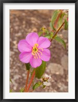 Framed Africa; Malawi; Mt Mulanje; Pink flower on Mt. Mulanje