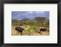 Framed Cape Buffalo, Zulu Nyala Game Reserve, Hluhluwe, Kwazulu Natal, South Africa