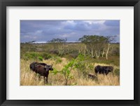 Framed Cape Buffalo, Zulu Nyala Game Reserve, Hluhluwe, Kwazulu Natal, South Africa