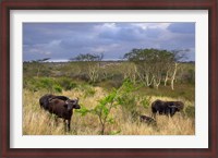 Framed Cape Buffalo, Zulu Nyala Game Reserve, Hluhluwe, Kwazulu Natal, South Africa