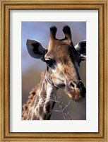 Framed Close-up of Giraffe Feeding, South Africa