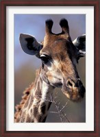 Framed Close-up of Giraffe Feeding, South Africa