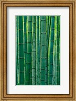 Framed Bamboo forest, Hangzhou, Zhejiang Province, China