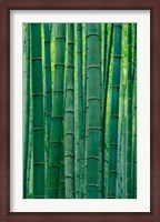 Framed Bamboo forest, Hangzhou, Zhejiang Province, China