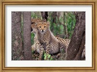 Framed Cheetah Cubs, Phinda Preserve, South Africa