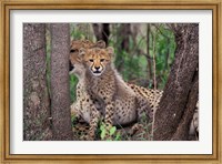 Framed Cheetah Cubs, Phinda Preserve, South Africa