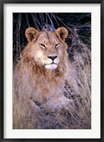 Framed African Lion, Botswana