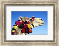 Framed Colorfully Decorated Tourist Camel, Egypt