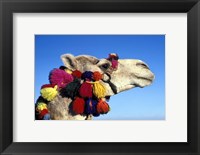 Framed Colorfully Decorated Tourist Camel, Egypt