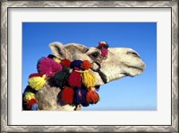 Framed Colorfully Decorated Tourist Camel, Egypt