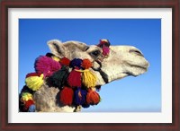 Framed Colorfully Decorated Tourist Camel, Egypt