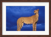 Framed Cheetah at Dusk, Masai Mara Game Reserve, Kenya
