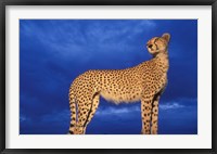 Framed Cheetah at Dusk, Masai Mara Game Reserve, Kenya