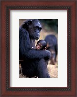 Framed Female Chimpanzee Cradles Newborn Chimp, Gombe National Park, Tanzania