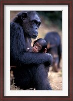 Framed Female Chimpanzee Cradles Newborn Chimp, Gombe National Park, Tanzania