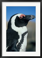 Framed Close up of an African Penguin, Cape Peninsula, South Africa