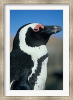 Framed Close up of an African Penguin, Cape Peninsula, South Africa