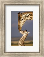 Framed Giraffe, Masai Mara, Kenya