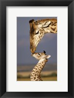 Framed Giraffe, Masai Mara, Kenya