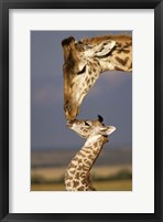 Framed Giraffe, Masai Mara, Kenya