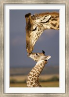 Framed Giraffe, Masai Mara, Kenya