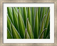 Framed Giant Lobelia rosette of leaves, Kenya