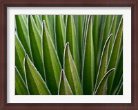 Framed Giant Lobelia rosette of leaves, Kenya