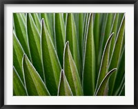 Framed Giant Lobelia rosette of leaves, Kenya