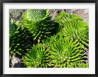 Framed Giant Lobelia, Lobelia deckenii, in Mount Kenya NP, Kenya, Africa.