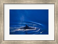 Framed Antarctic Minke Whale, Boothe Island, Lemaire Channel, Antarctica
