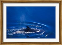Framed Antarctic Minke Whale, Boothe Island, Lemaire Channel, Antarctica