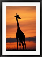 Framed Giraffe Silhouetted, Masai Mara Game Reserve, Kenya