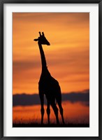 Framed Giraffe Silhouetted, Masai Mara Game Reserve, Kenya