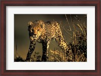 Framed Cheetah Cub in Short Grass, Masai Mara Game Reserve, Kenya