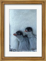 Framed Gentoo Penguin Chicks, Port Lockroy, Wiencke Island, Antarctica