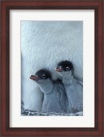 Framed Gentoo Penguin Chicks, Port Lockroy, Wiencke Island, Antarctica