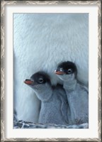 Framed Gentoo Penguin Chicks, Port Lockroy, Wiencke Island, Antarctica