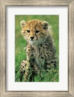 Framed Cheetah, Tanzania, Serengeti NP, Cheetah cub