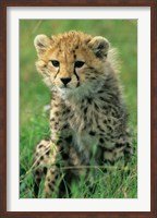 Framed Cheetah, Tanzania, Serengeti NP, Cheetah cub