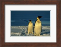Framed Emperor Penguins, Mt. Melbourne, Antarctica