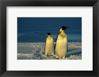 Framed Emperor Penguins, Mt. Melbourne, Antarctica