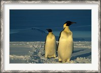 Framed Emperor Penguins, Mt. Melbourne, Antarctica