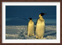 Framed Emperor Penguins, Mt. Melbourne, Antarctica