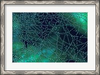 Framed Dew Drops on Spider Web