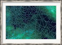 Framed Dew Drops on Spider Web