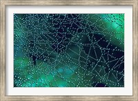 Framed Dew Drops on Spider Web