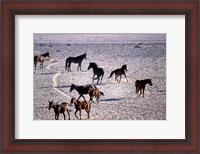 Framed Herd of Wild Horses, Namib Naukluft National Park, Namibia