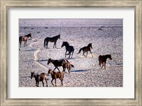 Framed Herd of Wild Horses, Namib Naukluft National Park, Namibia
