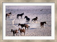 Framed Herd of Wild Horses, Namib Naukluft National Park, Namibia