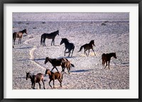 Framed Herd of Wild Horses, Namib Naukluft National Park, Namibia